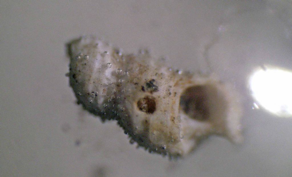 Microconchiglie plioceniche